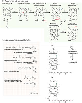 The Role of Membranes and Lipid-Protein Interactions in the Mg-Branch of Tetrapyrrole Biosynthesis